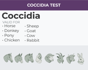 Coccidia