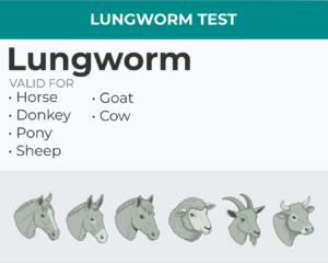 Lungworm