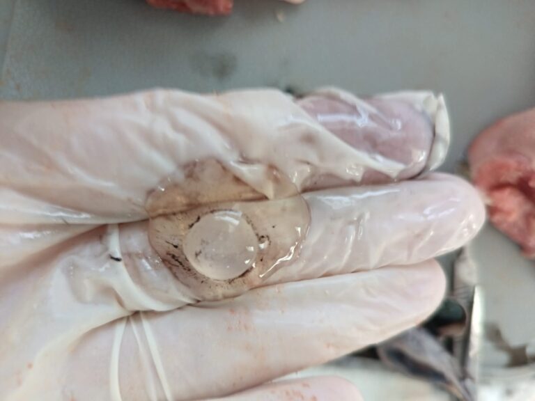 WhatsApp Image 2026-01-10 at 18.03.17 (3)